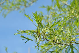 Attēlu rezultāti vaicājumam “Alnus glutinosa female flower”