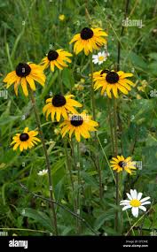 Attēlu rezultāti vaicājumam “Rudbeckia hirta var. pulcherrima flower”