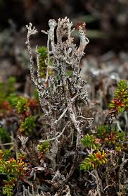 Attēlu rezultāti vaicājumam “Cladonia phyllophora”