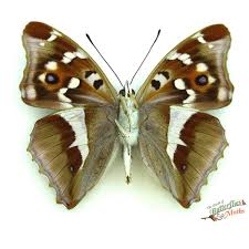 Attēlu rezultāti vaicājumam “Apatura iris underside”