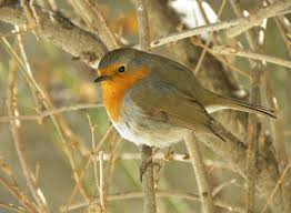 Attēlu rezultāti vaicājumam “Erithacus rubecula”