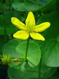 Attēlu rezultāti vaicājumam “Caltha palustris”