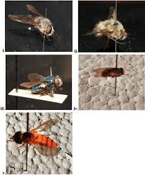 Attēlu rezultāti vaicājumam “Bombyliidae”