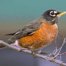 Attēlu rezultāti vaicājumam “Erithacus rubecula”