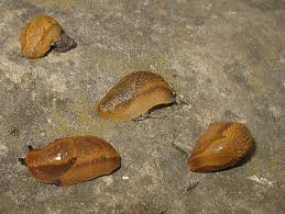 Attēlu rezultāti vaicājumam “Arion lusitanicus”