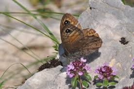 Attēlu rezultāti vaicājumam “Lasiommata petropolitana”