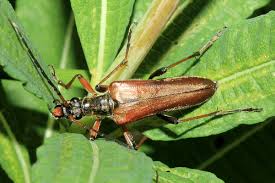 Attēlu rezultāti vaicājumam “Stenocorus meridianus”