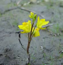 Attēlu rezultāti vaicājumam “Utricularia vulgaris flower”