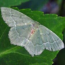 Attēlu rezultāti vaicājumam “Hemithea aestivaria”