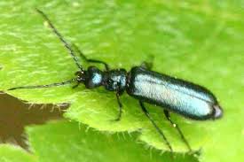 Attēlu rezultāti vaicājumam “Dasytes caeruleus”