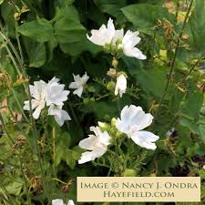 Attēlu rezultāti vaicājumam “Malva moschata leaf”
