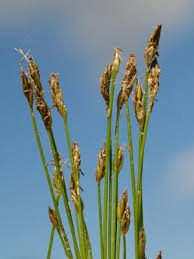 Attēlu rezultāti vaicājumam “Euura acutifoliae”