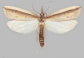 Attēlu rezultāti vaicājumam “Donacaula mucronella”