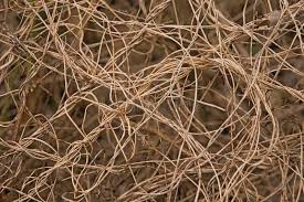 Attēlu rezultāti vaicājumam “Bryoria capillaris”