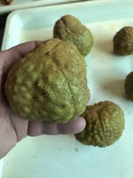 Attēlu rezultāti vaicājumam “Aesculus flava fruit”