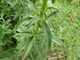 Image result for Antirrhinum majus maximum