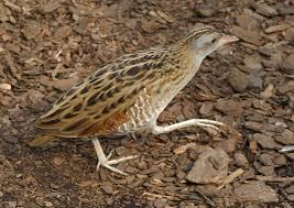 Attēlu rezultāti vaicājumam “Crex crex”