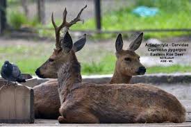 Attēlu rezultāti vaicājumam “Capreolus capreolus”