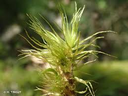 Attēlu rezultāti vaicājumam “Dicranum polysetum”