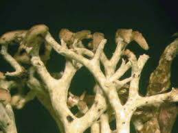 Attēlu rezultāti vaicājumam “Athelia arachnoidea”