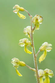 Attēlu rezultāti vaicājumam “Listera ovata bud”