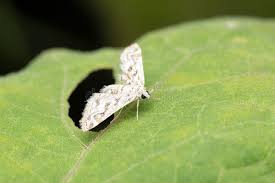 Attēlu rezultāti vaicājumam “Elophila nymphaeata”