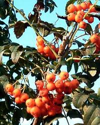 Attēlu rezultāti vaicājumam “Sorbus aucuparia fruit”