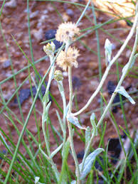 Attēlu rezultāti vaicājumam “Gnaphalium sylvaticum bud”