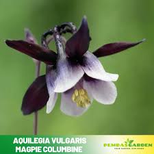 Image result for Aquilegia vulgaris