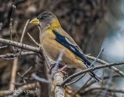 Image result for Hesperiphona vespertina