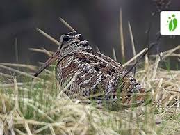 Attēlu rezultāti vaicājumam “Scolopax rusticola”