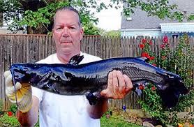 Image result for Ameiurus melas