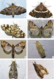 Attēlu rezultāti vaicājumam “Crambidae”