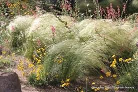 Attēlu rezultāti vaicājumam “Najas tenuissima”