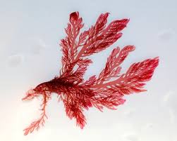 Attēlu rezultāti vaicājumam “Hildenbrandia rivularis”