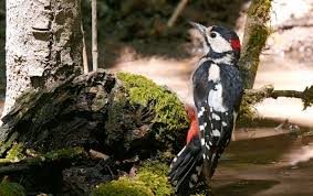 Attēlu rezultāti vaicājumam “Dendrocopos minor male”