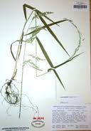 Attēlu rezultāti vaicājumam “Cinna latifolia fruit”