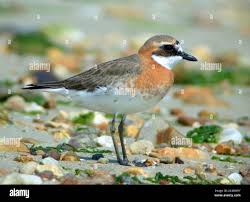 Image result for Charadrius mongolus