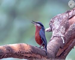 Attēlu rezultāti vaicājumam “Sitta europaea male”