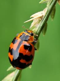 Attēlu rezultāti vaicājumam “Coccinellidae”