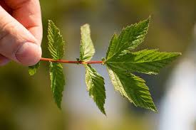 Attēlu rezultāti vaicājumam “Filipendula ulmaria  leaf”