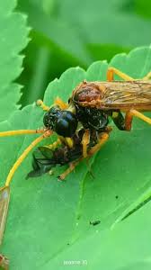 Attēlu rezultāti vaicājumam “Tenthredo campestris female”