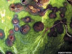 Attēlu rezultāti vaicājumam “Colloderma oculatum”