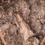 Attēlu rezultāti vaicājumam “Semioscopis oculella”