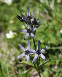 Attēlu rezultāti vaicājumam “Swertia perennis flower”