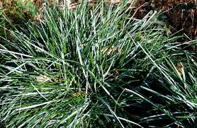 Attēlu rezultāti vaicājumam “Sesleria caerulea leaf”