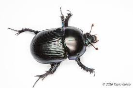 Attēlu rezultāti vaicājumam “Geotrupes stercorarius”