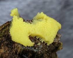 Attēlu rezultāti vaicājumam “Stemonitis marjana stalked”