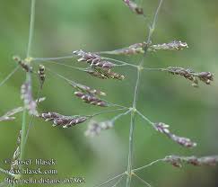 Attēlu rezultāti vaicājumam “Puccinellia distans”