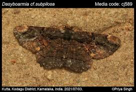 Attēlu rezultāti vaicājumam “Badhamia dubia sessile”